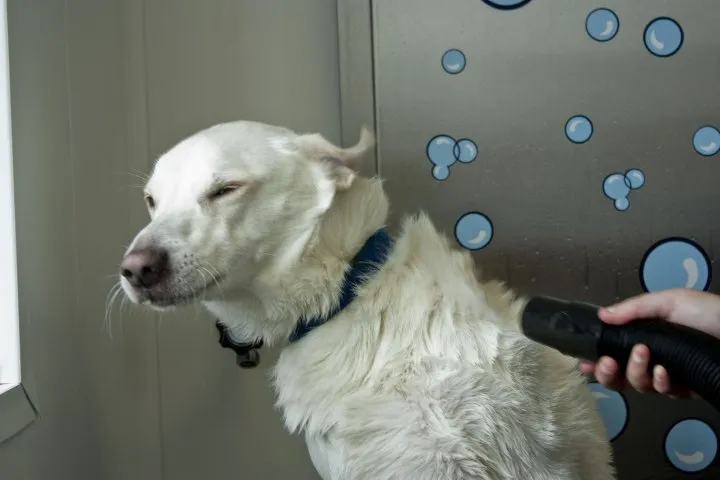 Dog Wash at RedLine Speed Shine